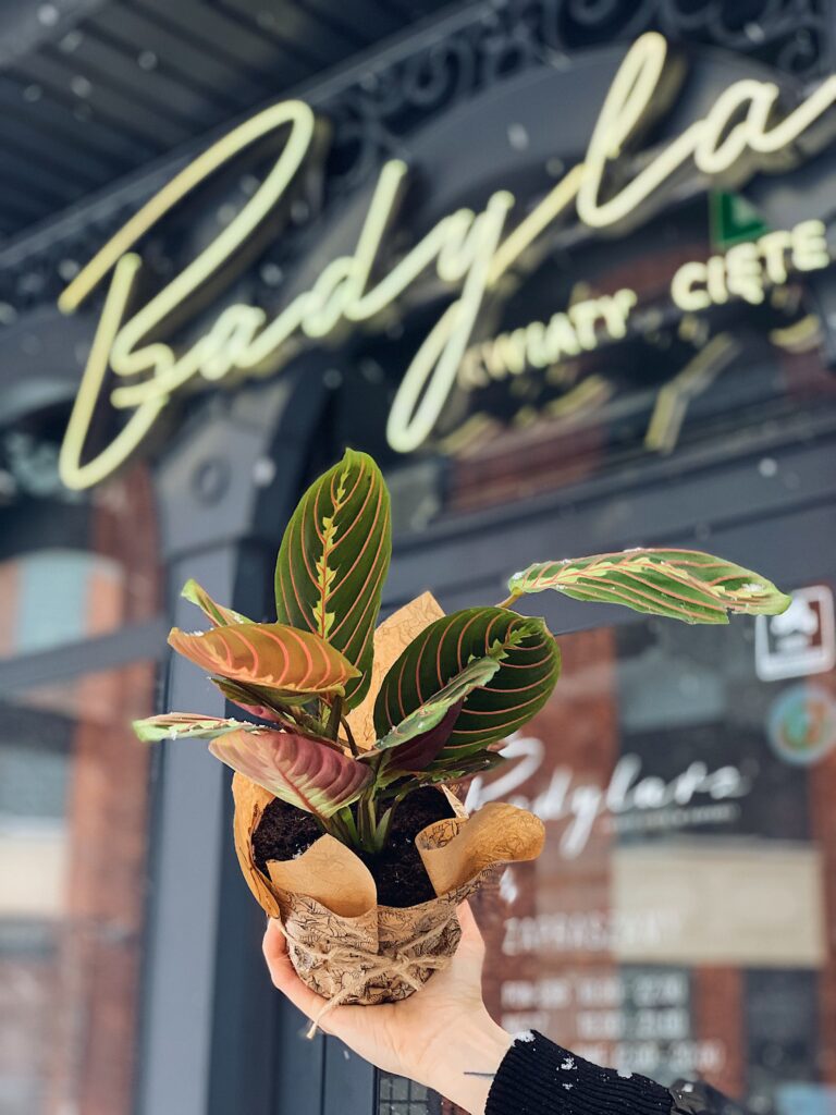 Maranta_Fascinator_Tricolor