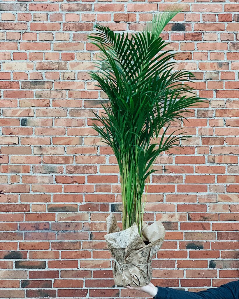 Dypsis_lutescens