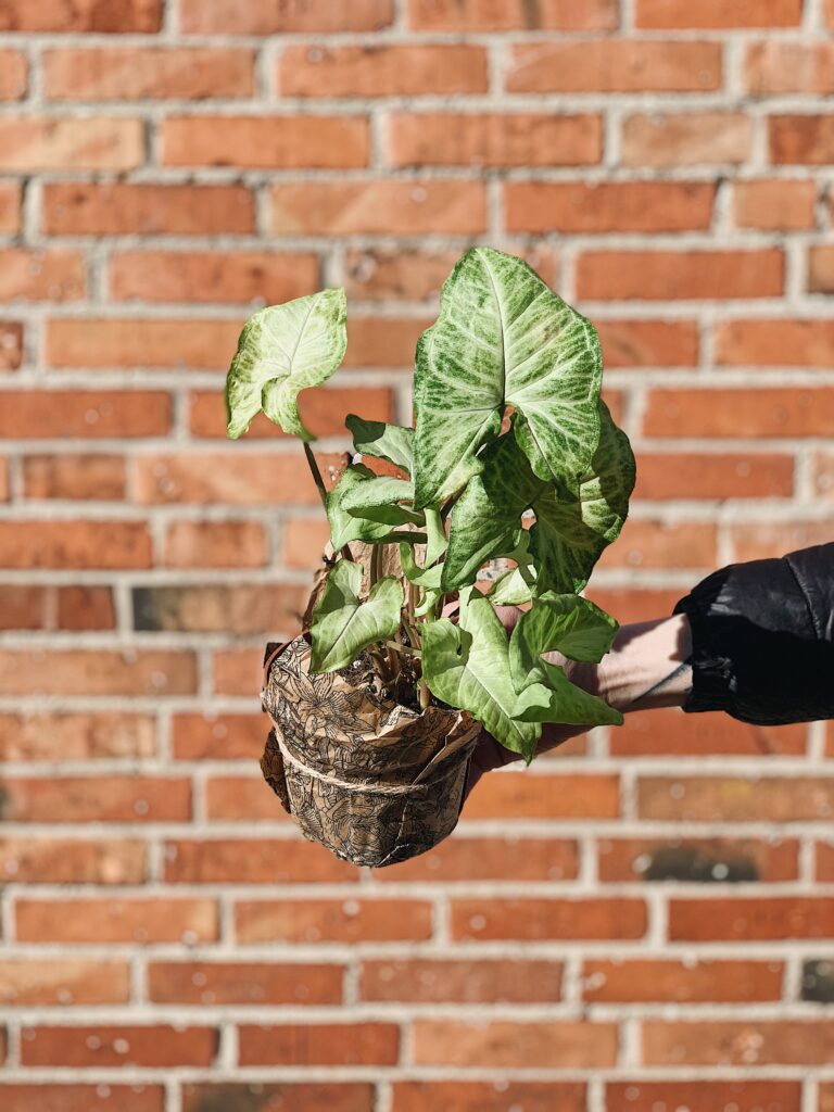 Syngonium_Arrow