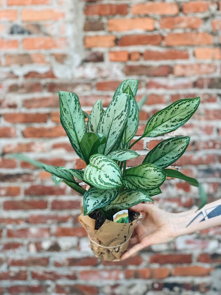 Aglaonema_Silver_Queen