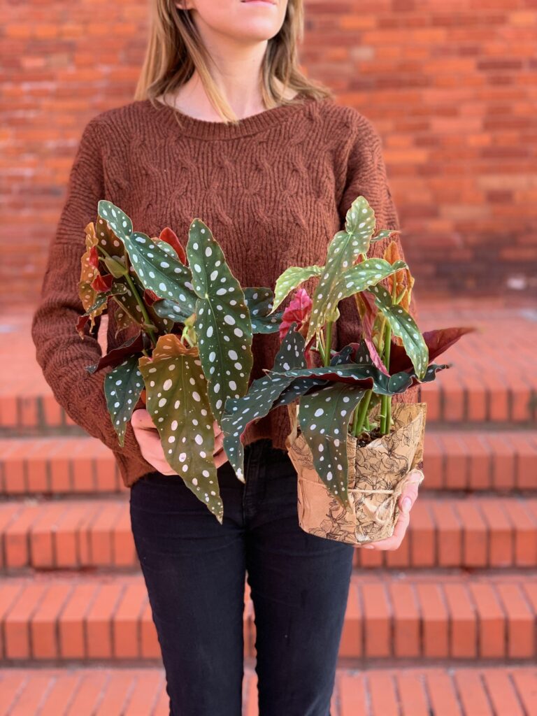 Begonia_maculata