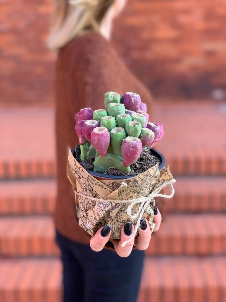 Opuntia_ficus_Indica