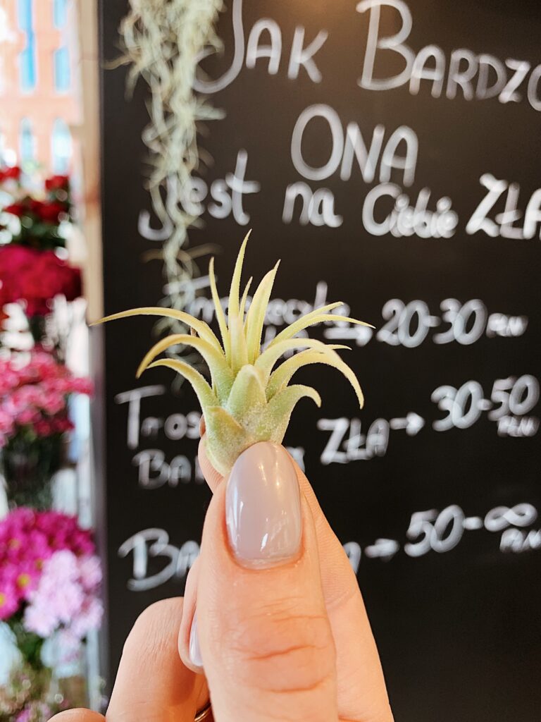 Mini_Tillandsia