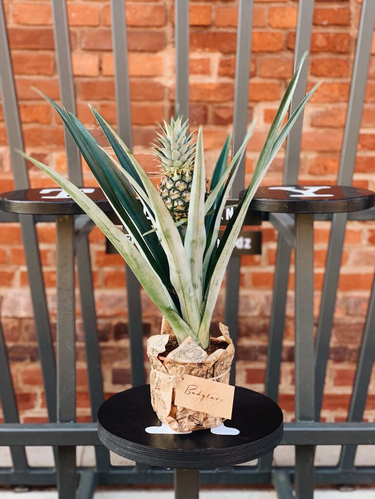 Ananas_comosus