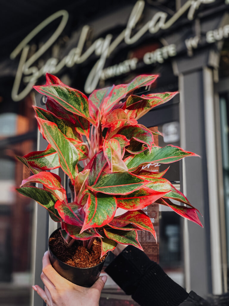 Aglaonema_Crete_Flame