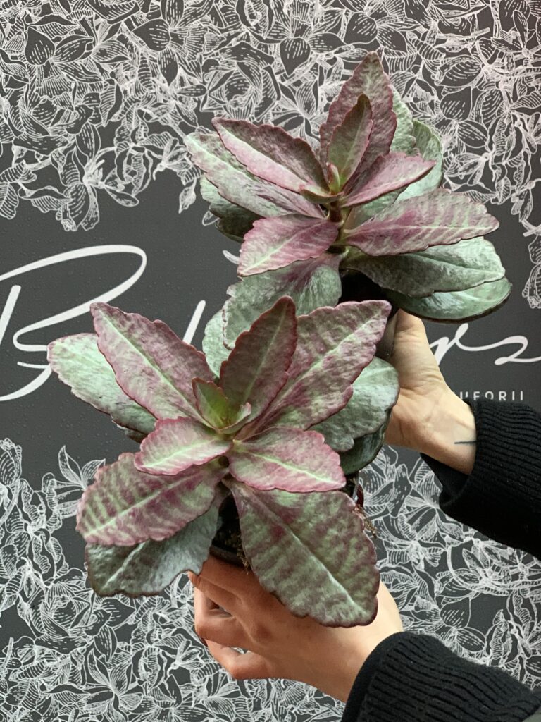 Kalanchoe_humilis