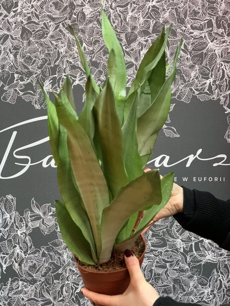 Sansevieria_Moonshine