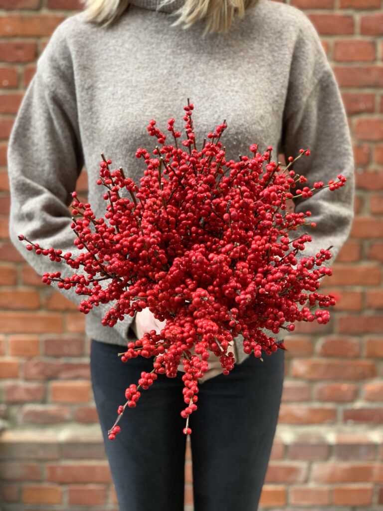 Ilex