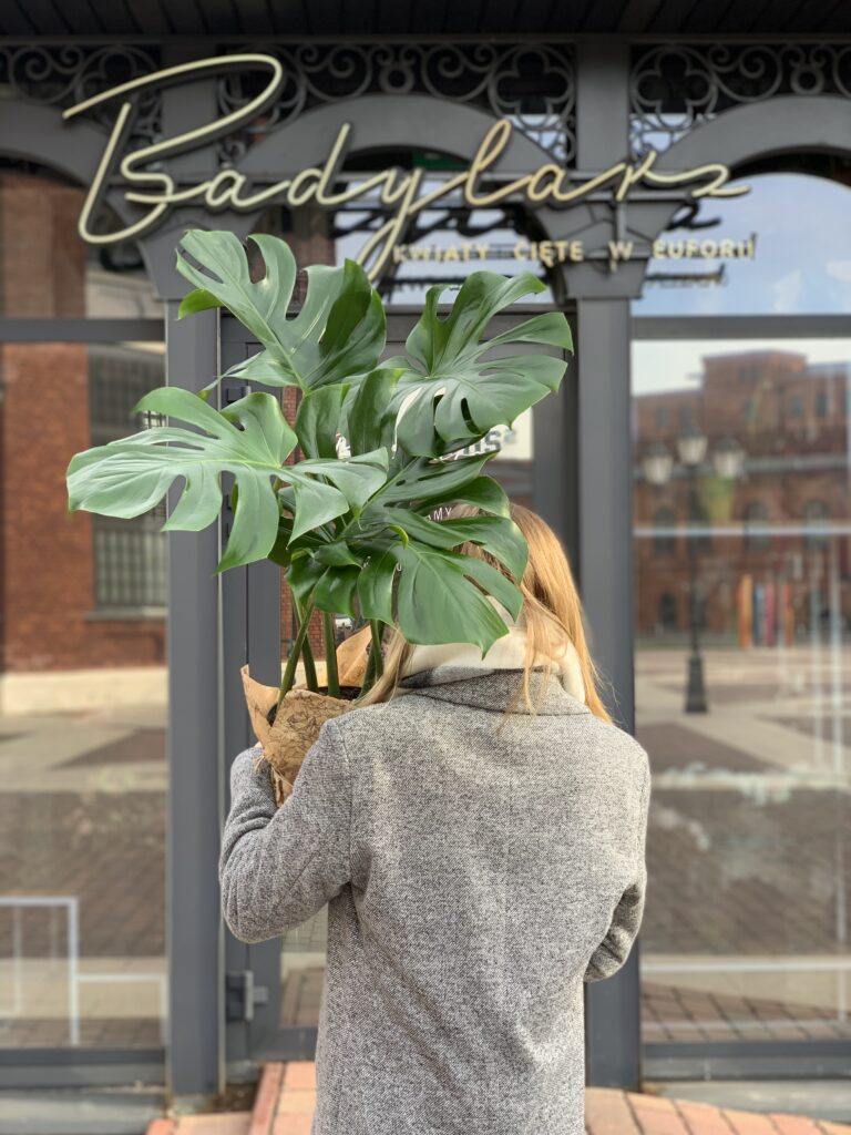 Monstera_Deliciosa