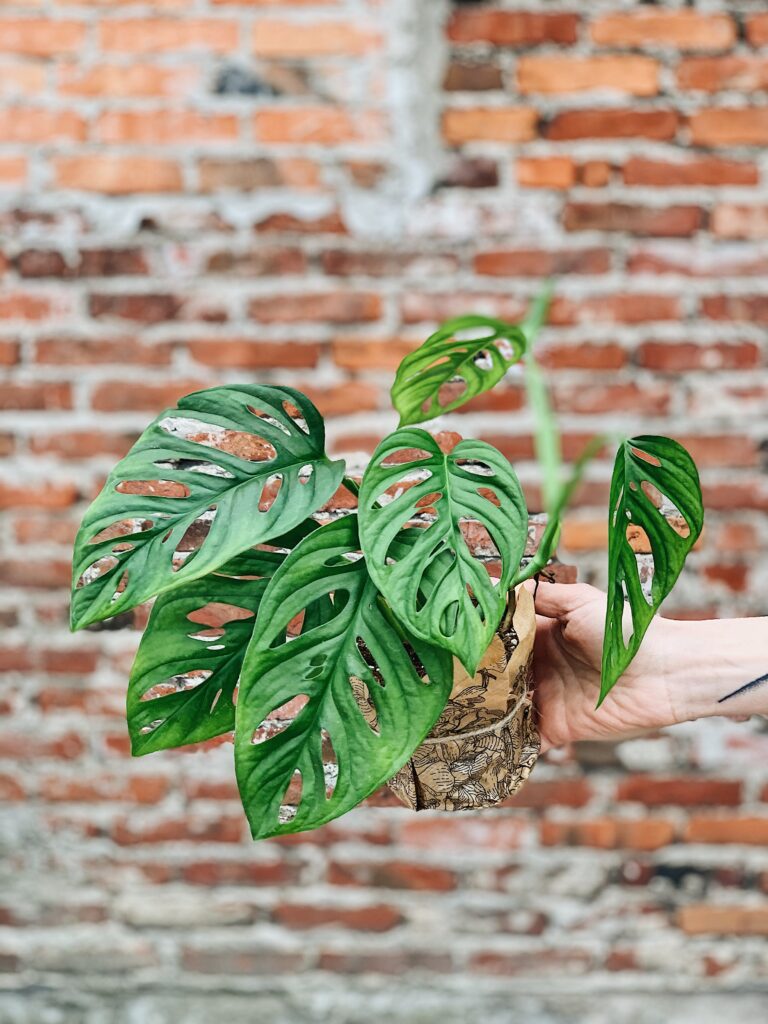 Monstera_Monkey_Mask