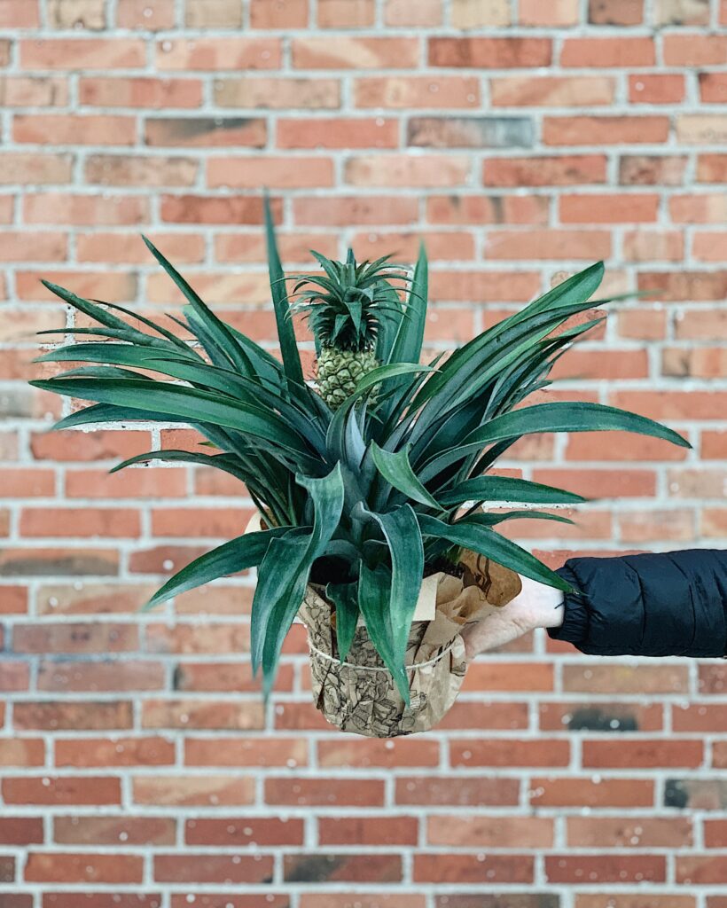Ananas_comosus
