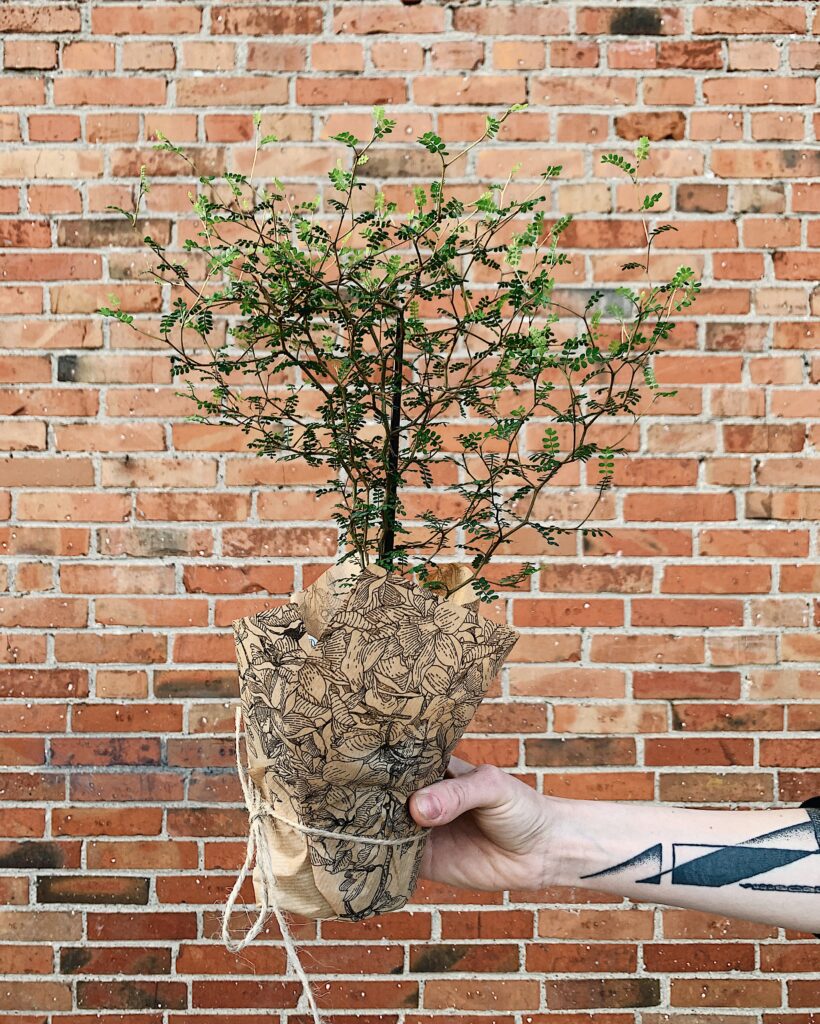 Sophora_prostrata