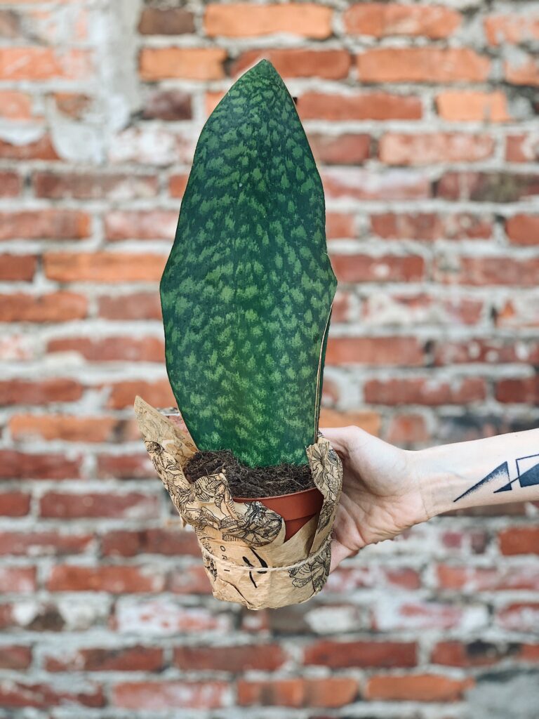 Sansevieria_masoniana