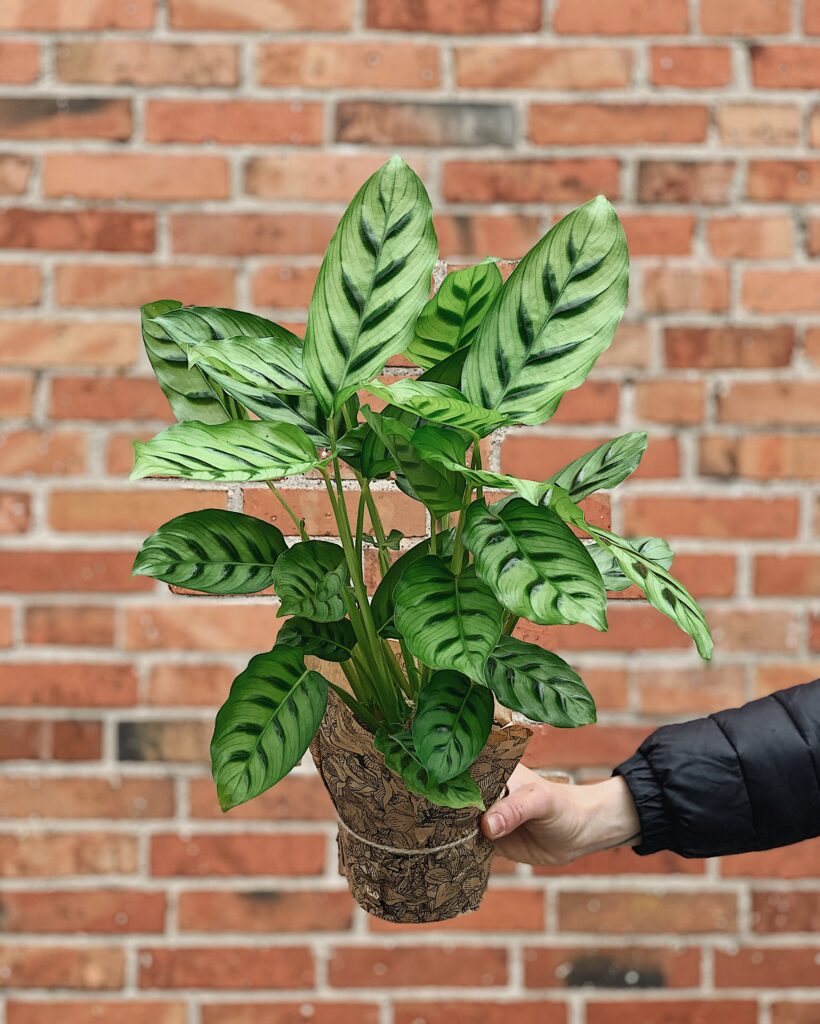 Calathea_Leopardina