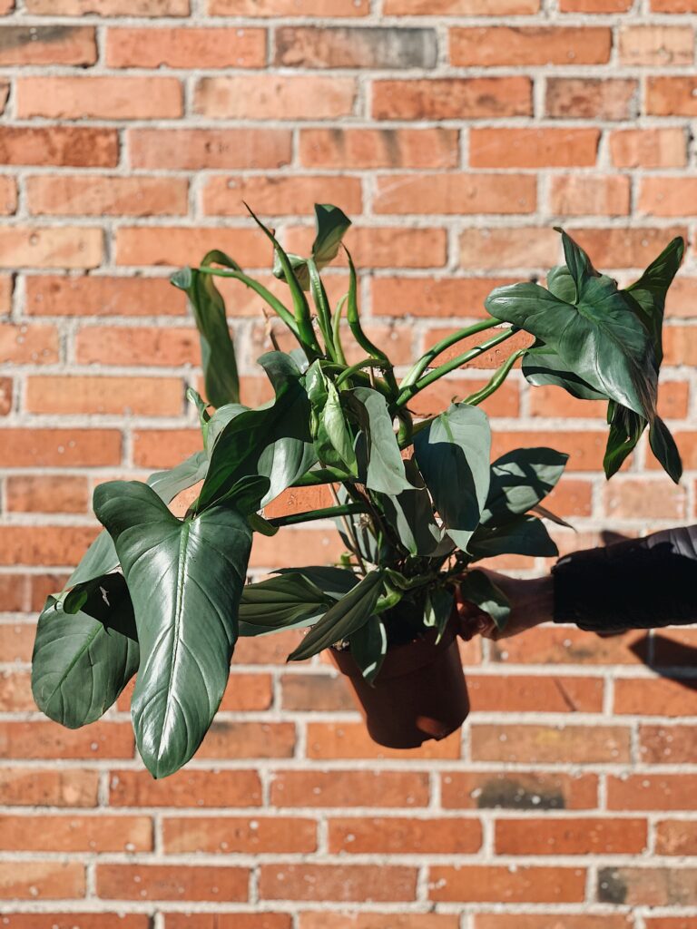 Philodendron_hastatum