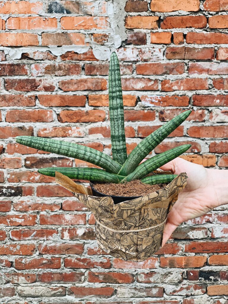 Sansevieria_cylindrica_Boncel