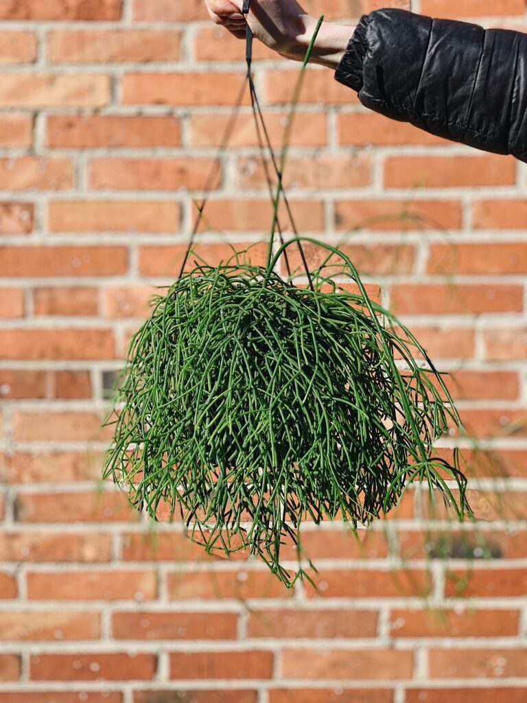 Rhipsalis_cassutha