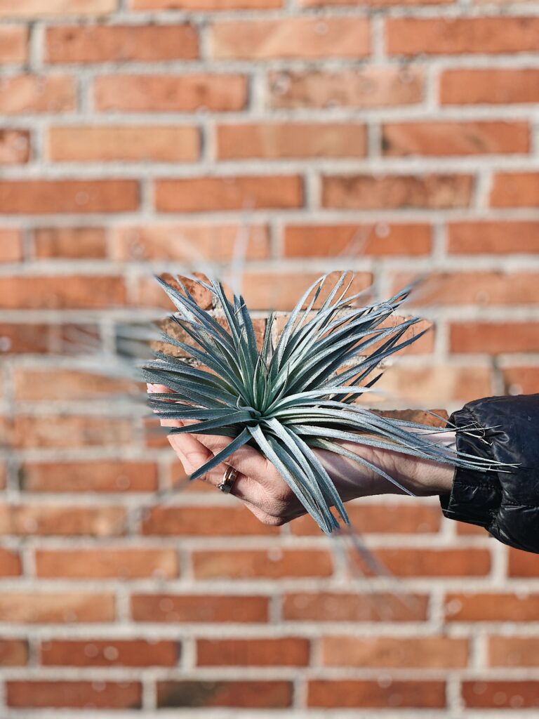 Tillandsia