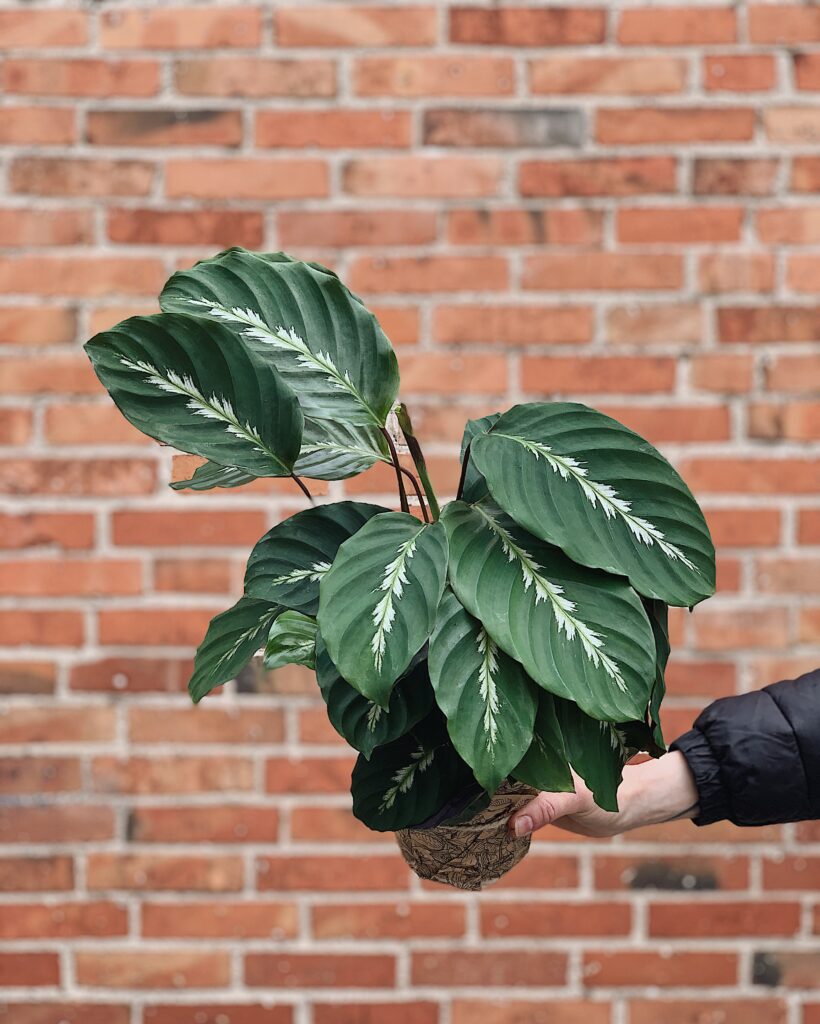 Calathea_louisae_'Maui_Queen'