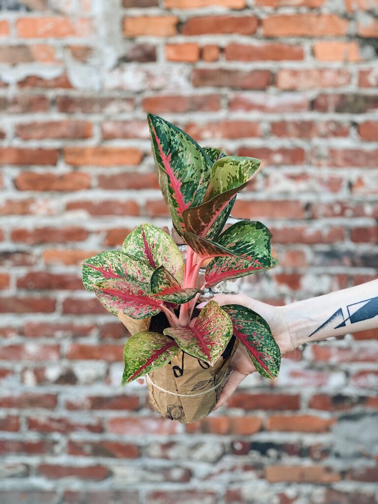 Aglaonema_Butterfly