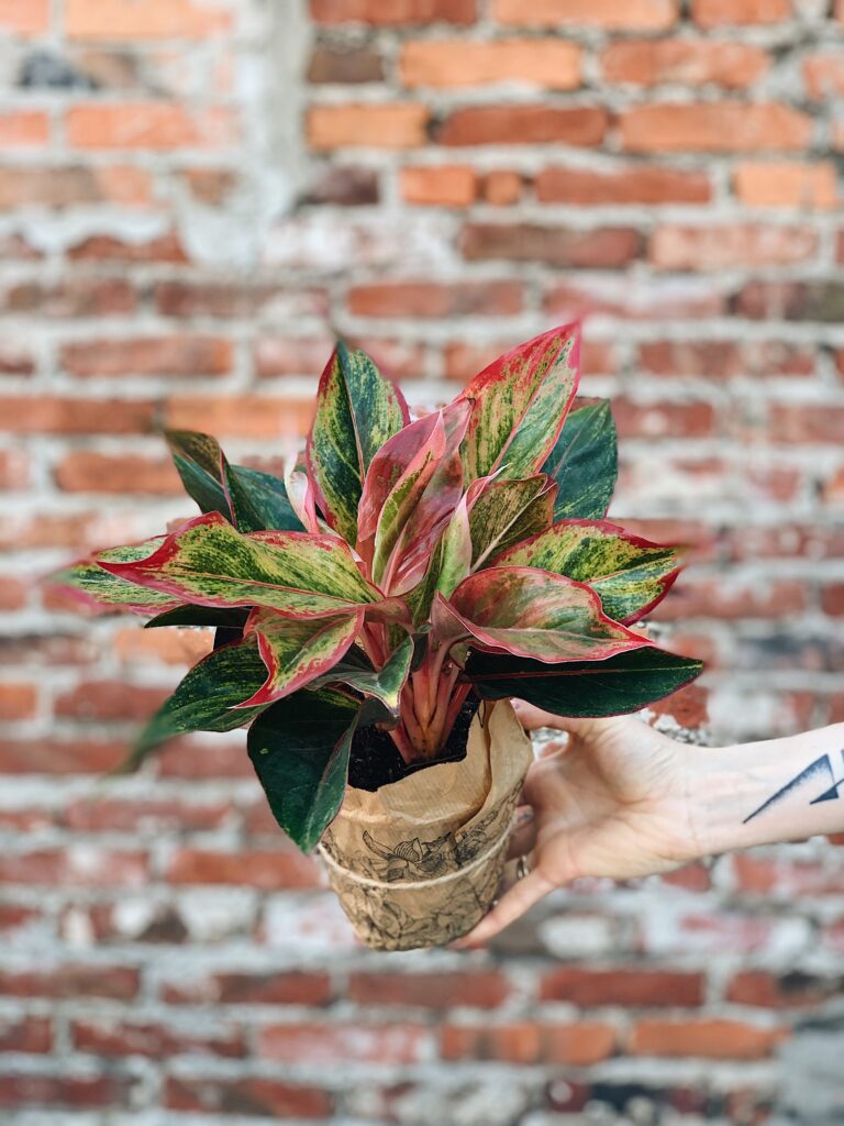 Aglaonema_Siam_Aurora