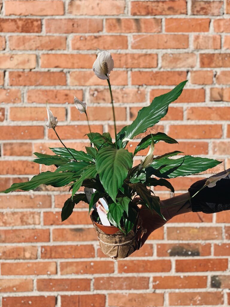 Spatiphyllum