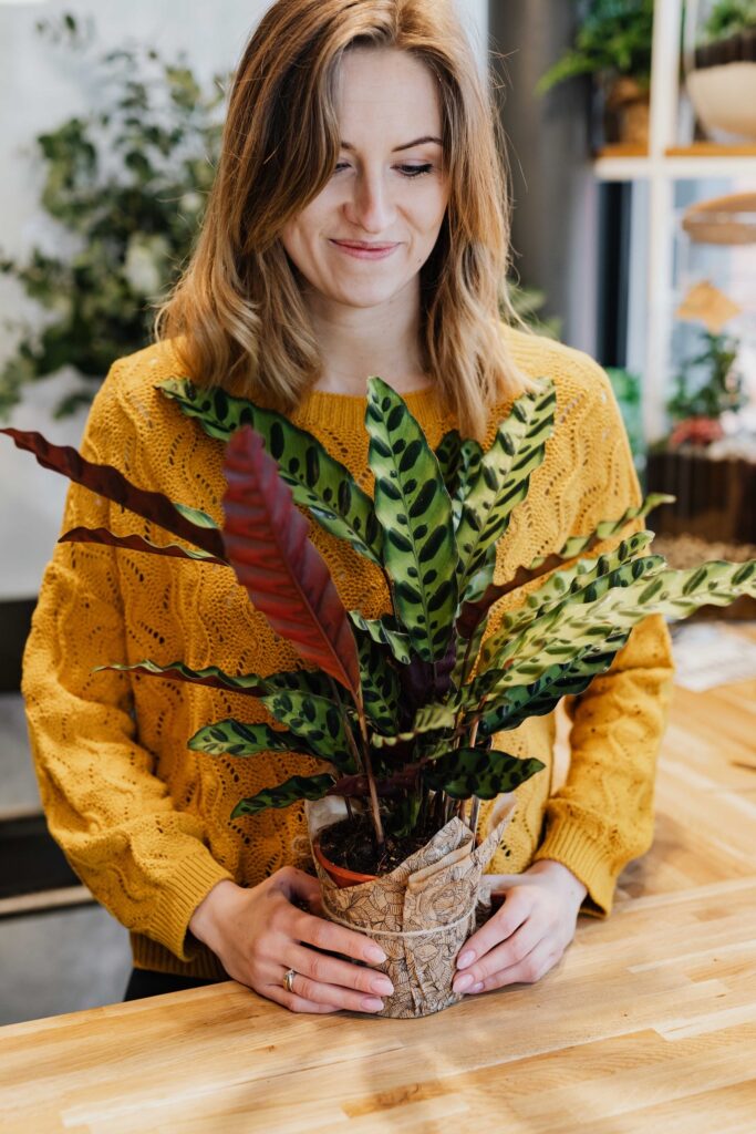 Calathea_lancifolia