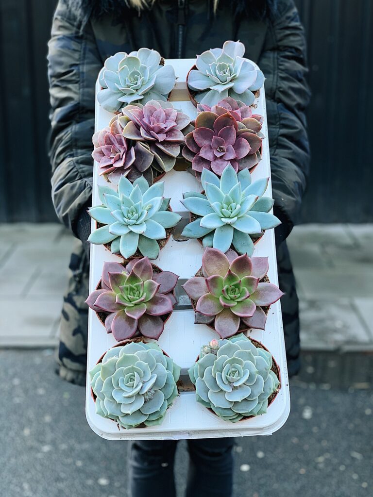 Echeveria_mix