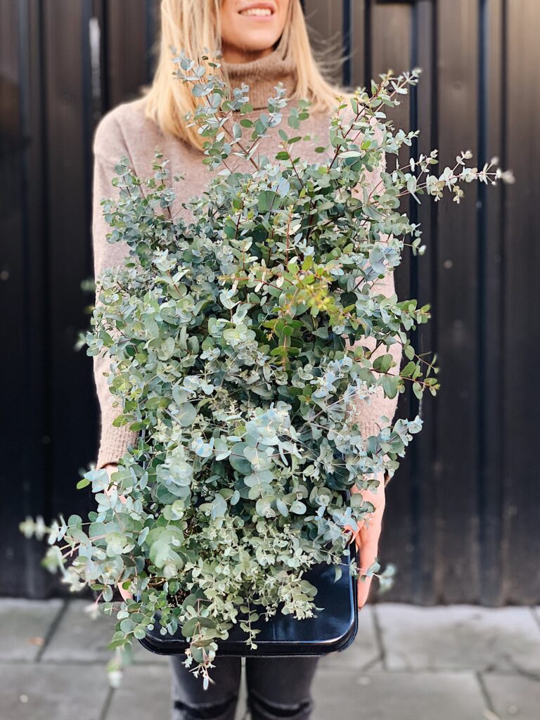 Eucalyptus_gunnii