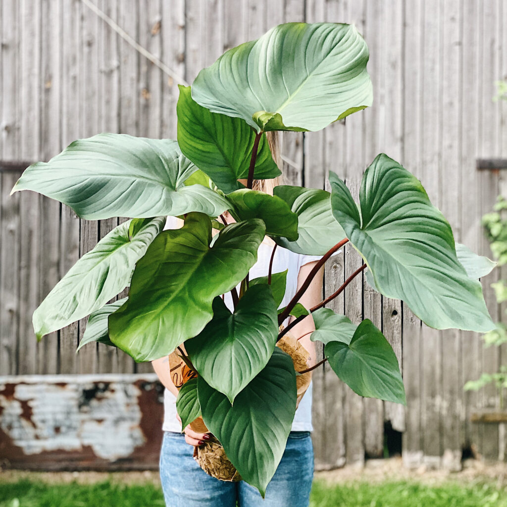 Homalomena_Rubescens