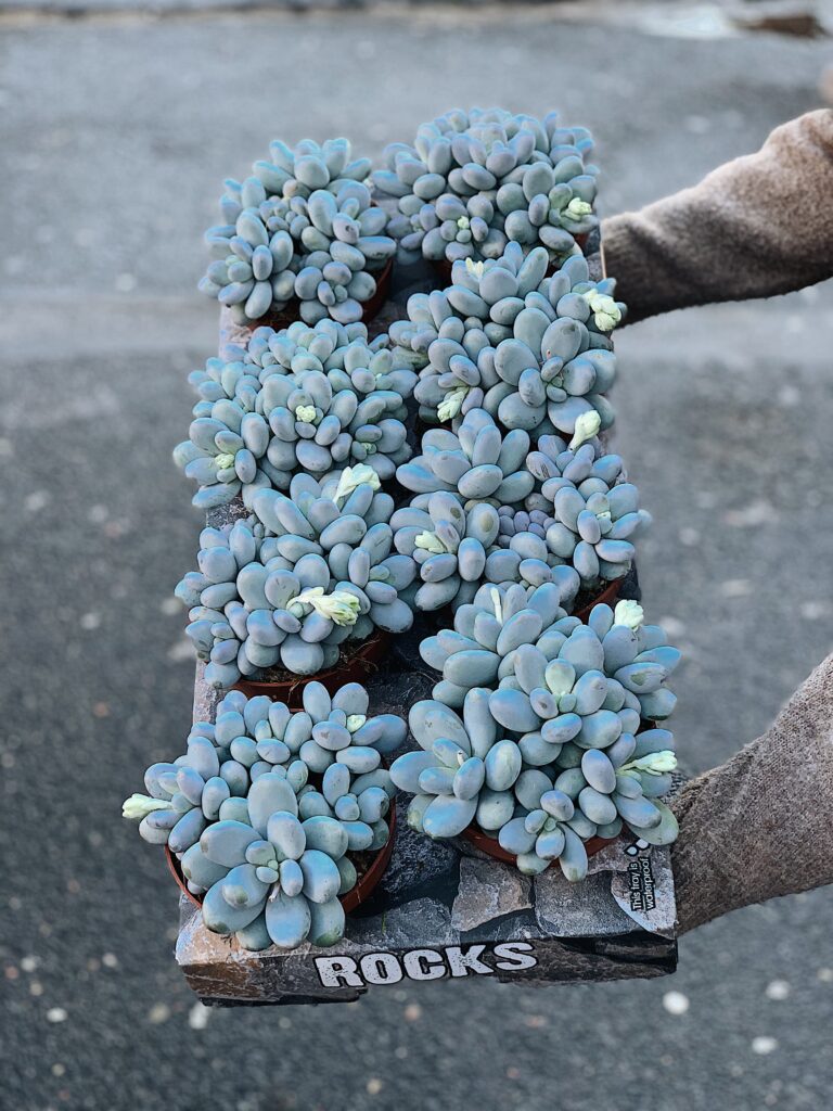 Pachyphytum_oviferum