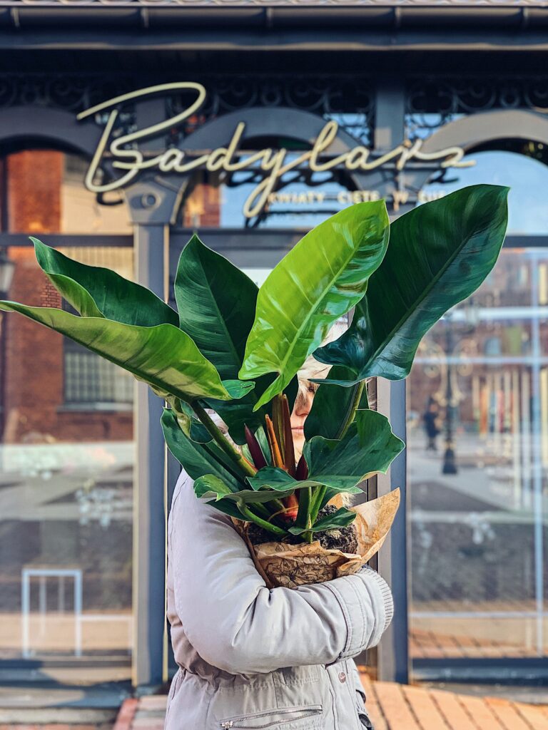 Philodendron_Imperial_Green