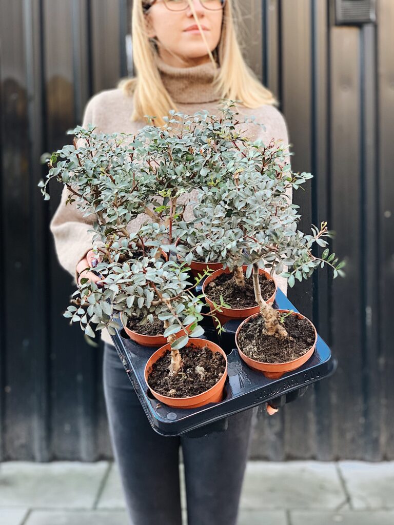 Pistacia_lentiscus