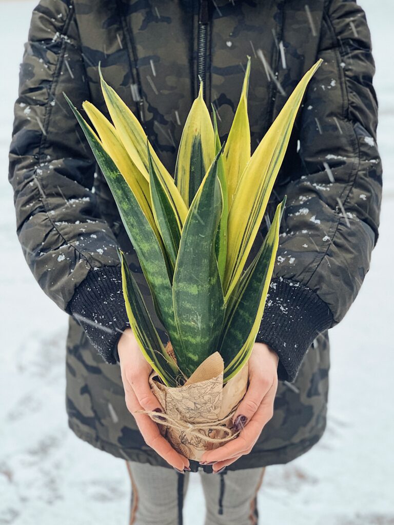 Sansevieria_Golden_Flame